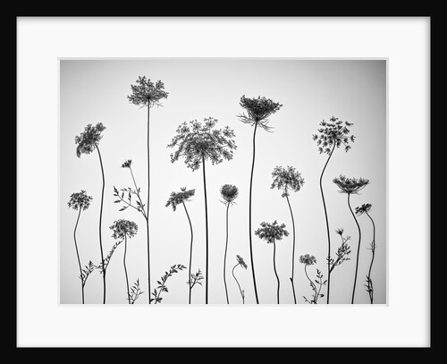 Cow parsley by Assaf Frank